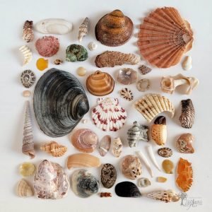 fotografía decoración playera marítima hecha con Conchas marinas UdanasArt