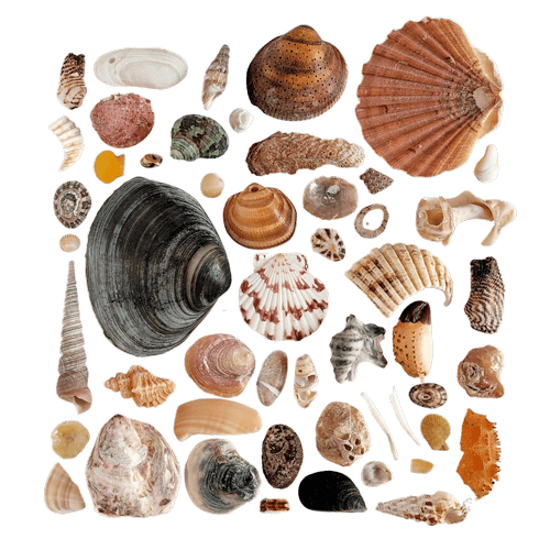 Fotografía de Conchas marinas Blog sobre arte y decoración con piedras UdanasArt